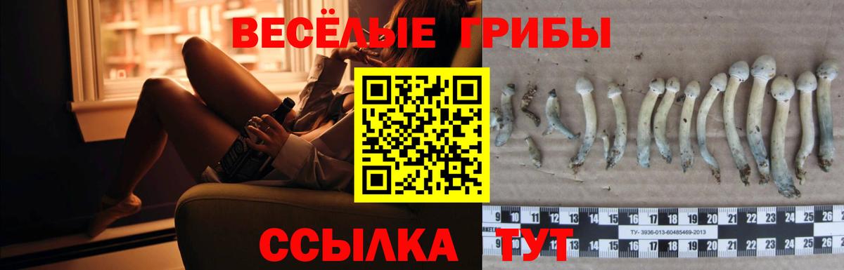 Псилоцибиновые грибы Psilocybine cubensis Дмитров